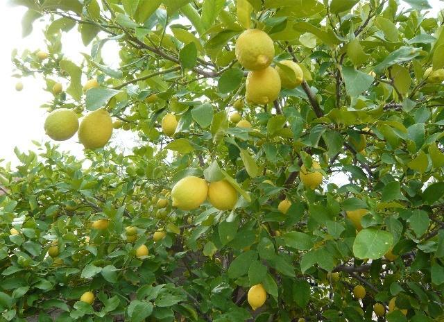 其他生鲜水果-安岳新鲜黄柠檬 4-5个\/斤 中果 产