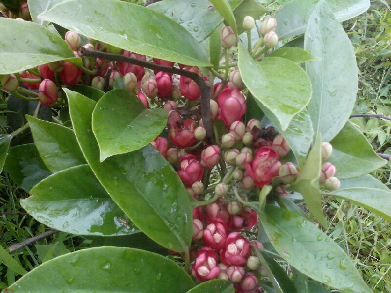 供应农户种植项目@布福娜种苗 图片