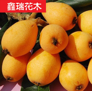 果树-苗木盆栽当年结果\/枇杷苗\/枇杷树苗\/长虹