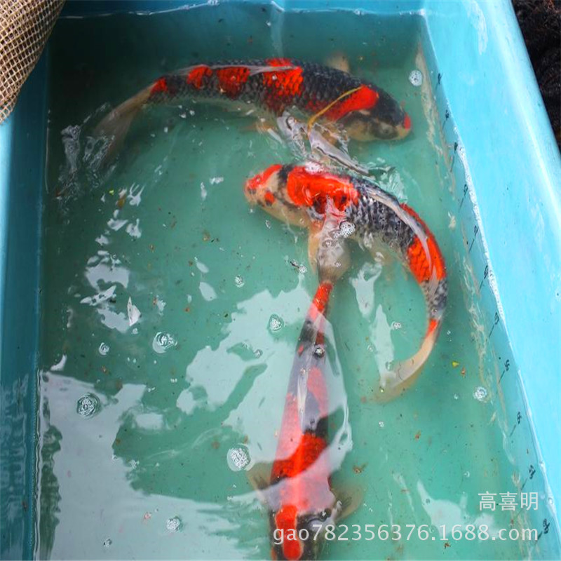 喜明锦鲤种鱼展示