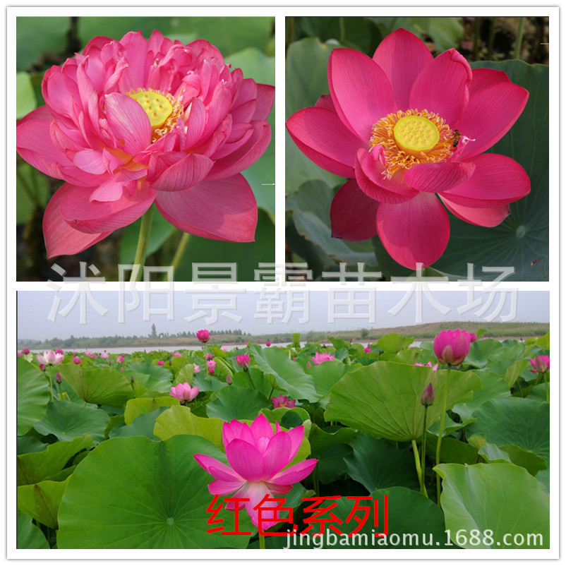 红荷花系列 文字