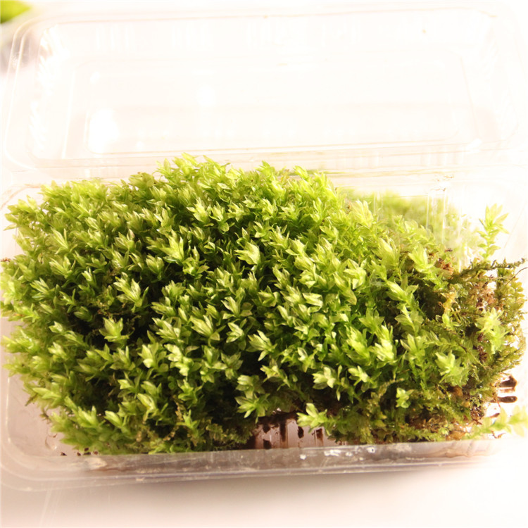 羊毛藓 星星藓 莲花藓 小白发藓 朵朵藓 15*8cm 微景观苔藓批发