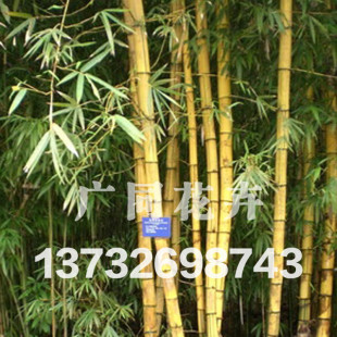 专业批发绿化竹子 北方耐寒竹子 耐旱竹子 黄金竹 量大优惠