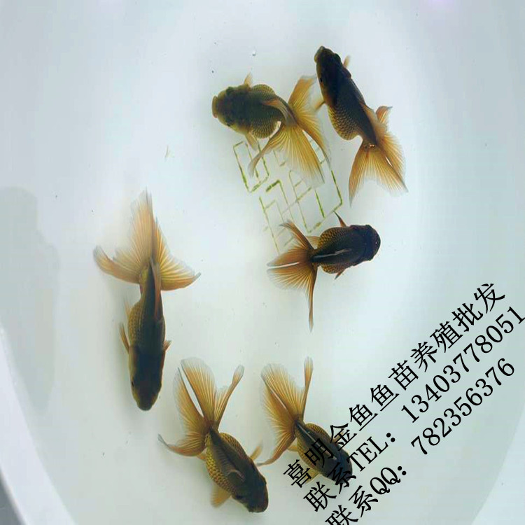 朱顶紫袍幼鱼鱼苗4