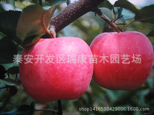 红将军苹果_副本