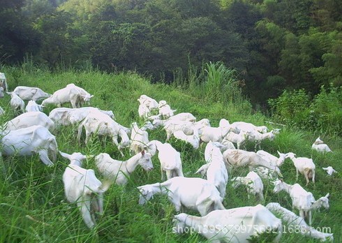 羊-一只波尔山羊能赚多少钱 波尔山羊 羊羔 孕