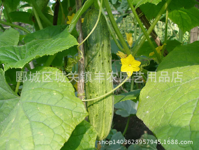 蔬菜种子、种苗-唐山秋瓜种子 水果黄瓜 四季播