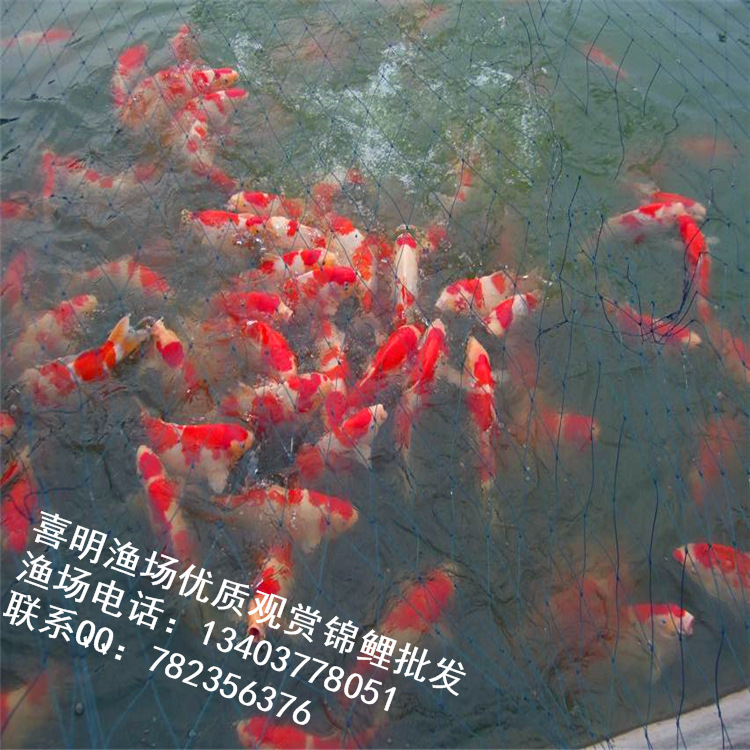 土塘大的当岁鱼3