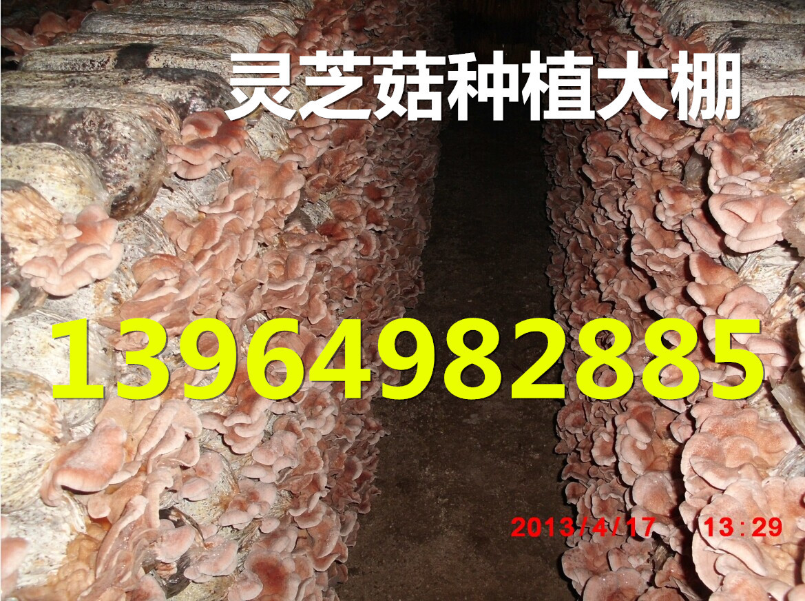 干灵芝菇,灵芝菇产地批发最低价格 灵芝菇批发,种植基地