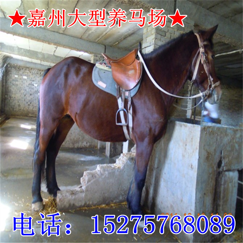 【乘骑马训练技术 马驹子价格图片