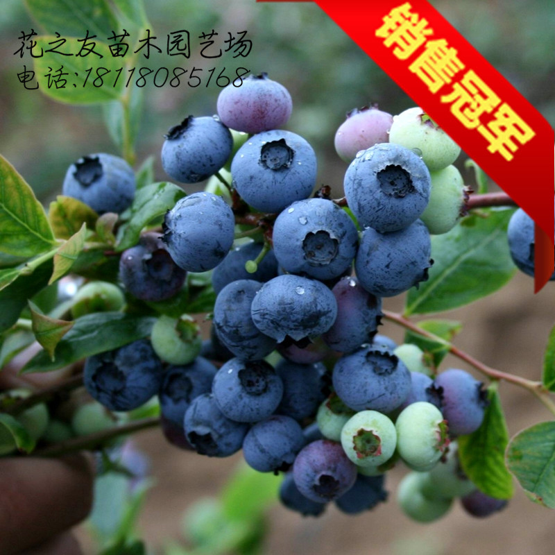 蓝莓大苗 批发南方蓝莓苗 巨丰带营养钵发货 美