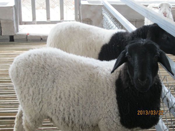 羊-黑头杜泊绵羊价格 养殖一年的利润是多少 -