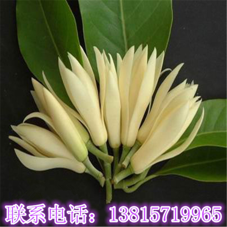 灌木-批发 绿植盆栽白兰花苗 香味独特 品种优