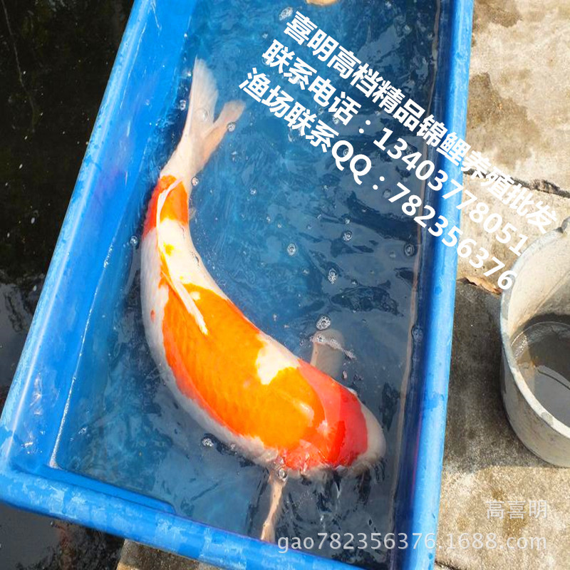 喜明锦鲤种鱼展示