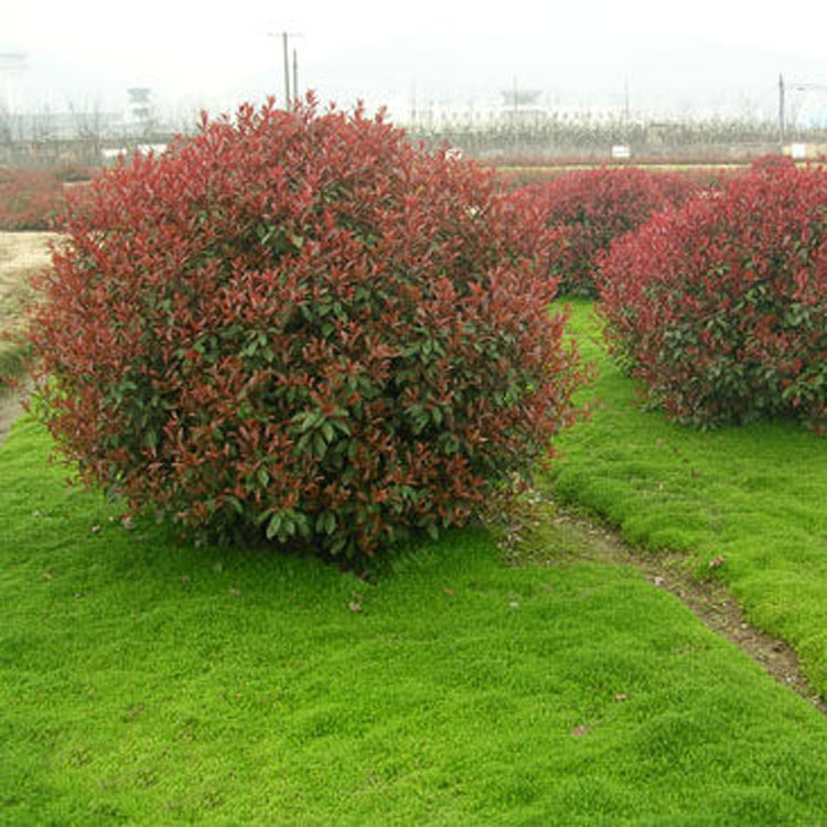 【茂华】各种工程绿化乔灌木小苗 冠幅120 红叶石楠球