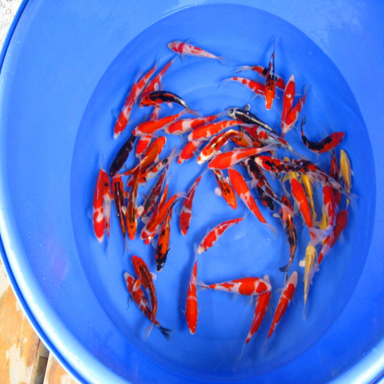 锦鲤鱼苗11