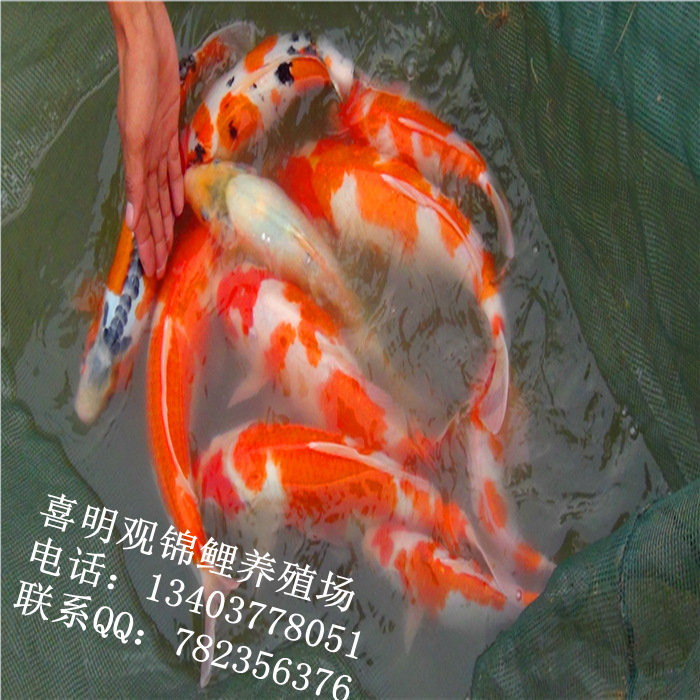 渔场锦鲤鱼13