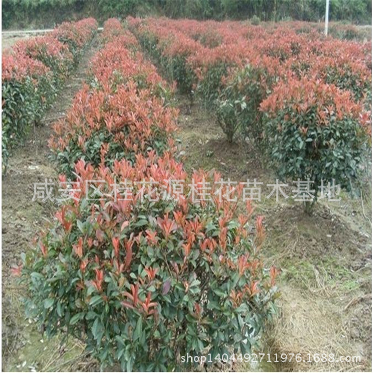 批发园林绿化苗木,红叶石楠,红叶石楠苗,红叶石楠树苗,工程苗