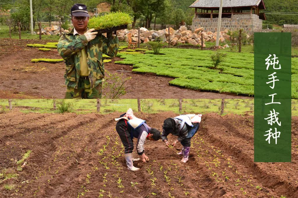 手工栽种