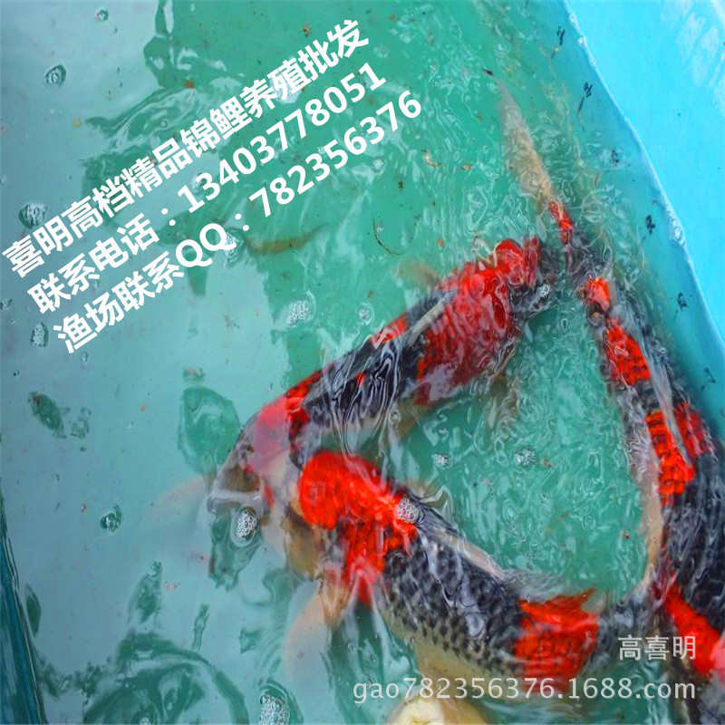 喜明锦鲤种鱼展示