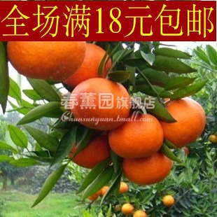 橘子树-桔子树,蜜桔树,橘树,柑桔树,柑橘树,桔树