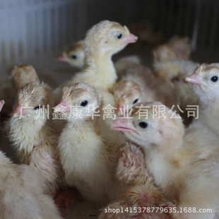供应尼古拉火鸡苗 种苗 尼古拉火鸡种苗 青铜火鸡苗 贝蒂纳火鸡苗