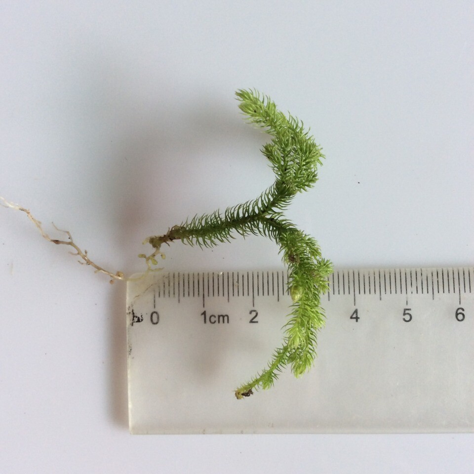 羊毛藓 星星藓 莲花藓 小白发藓 朵朵藓 15*8cm 微景观苔藓批发