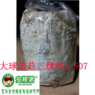 大球盖菇 大球盖菇菌种 大球盖菇栽培种 大球盖菇菌包菌棒 三级种