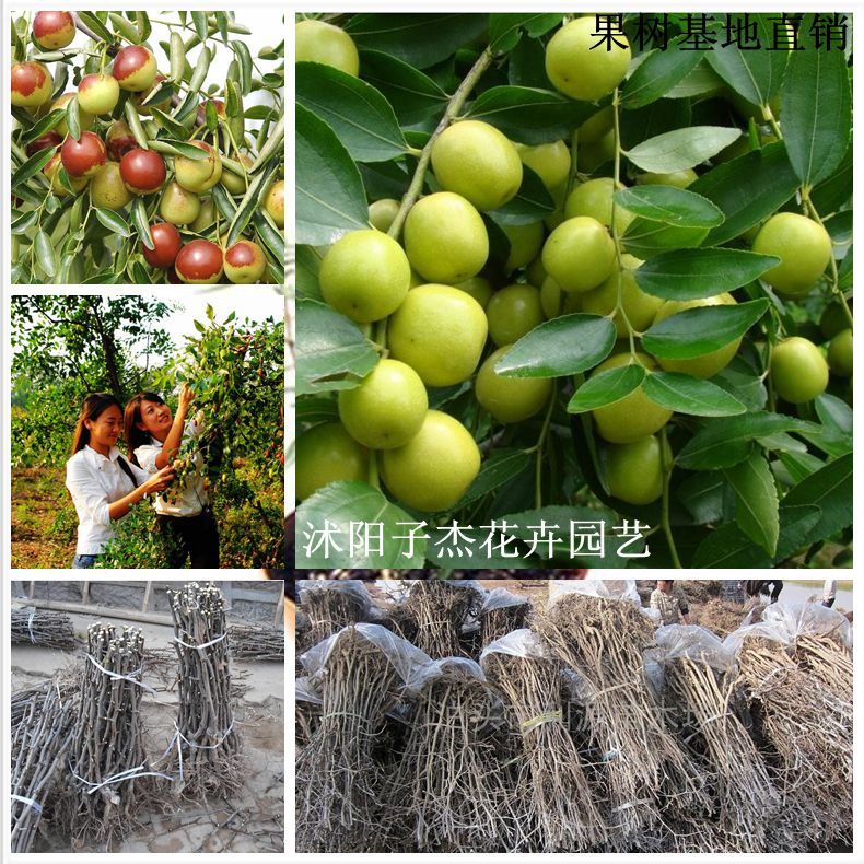 国光大枣苗,直销枣树苗,红枣树苗,嫁接果树苗,挂果多,苗圃苗