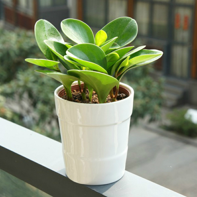 家居室内桌面盆栽花卉植物绿植青叶碧玉豆瓣绿净化空气可水培