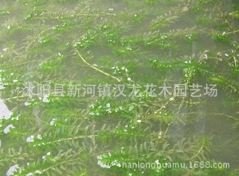 轮叶黑藻 污水净化 湿地绿化 沉水植物 批发零售