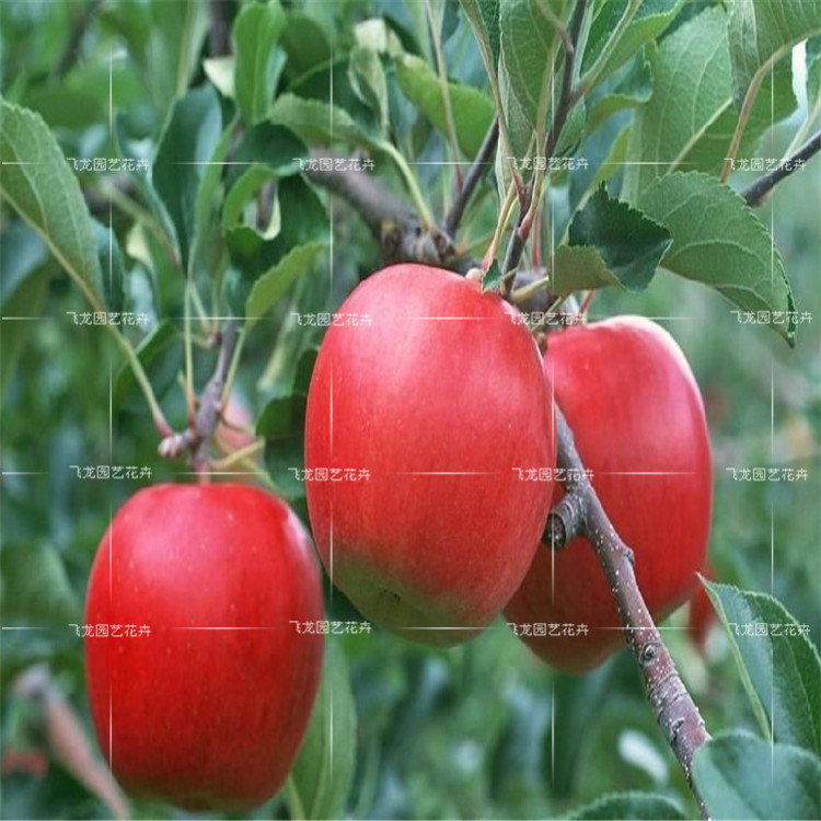 果树-果树苗 苹果树苗 新品种红将军苹果树苗