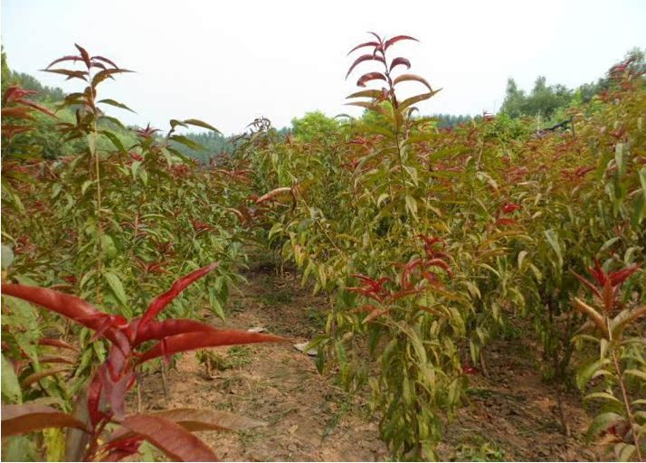 ***绿化苗木 紫叶桃 红叶碧桃 紫叶碧桃树苗 庭院植物 ***