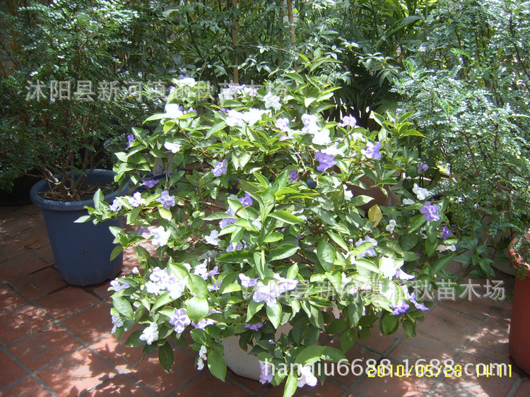 双色茉莉 又名鸳鸯茉莉,五色茉莉,番茉茉莉 芳香花卉 盆景