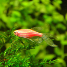 红斑马鱼_红斑马鱼价格_优质红斑马鱼批发\/采购 - 阿里巴巴