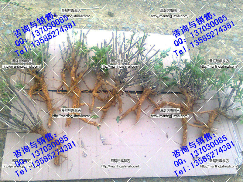 盆景-枸杞树苗.枸杞苗.枸杞盆栽.枸杞苗木用作