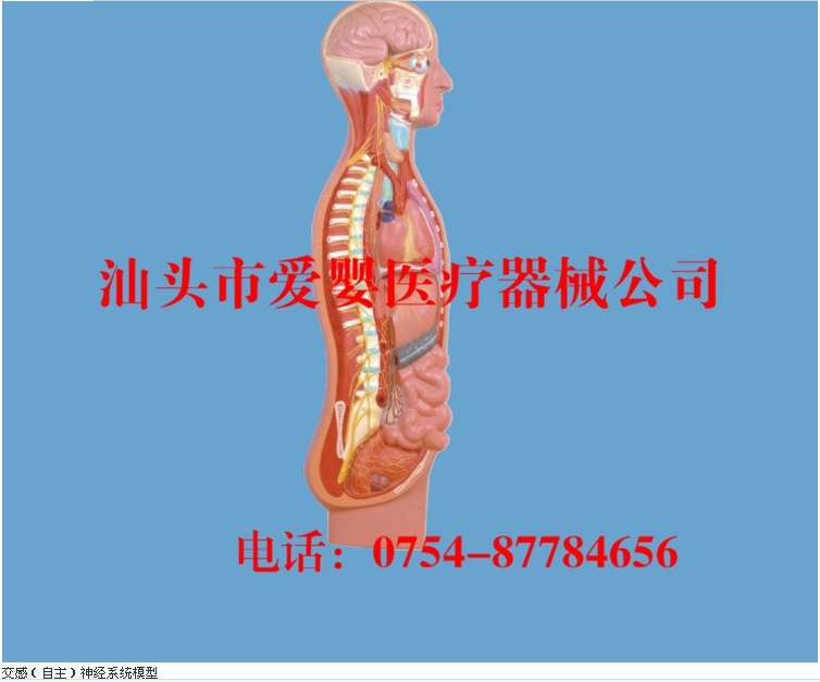 交感自主神经系统模型头面部血管神经模型头部