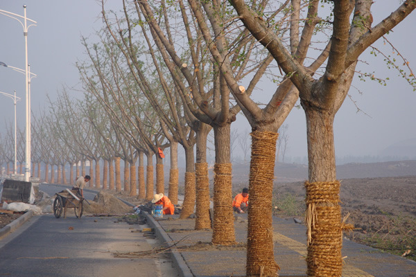 批发采购乔木-郯城县银杏树18-25公分银杏嫁接