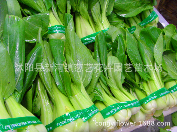 蔬菜种子小青菜籽上海青种子盆栽蔬菜阳台盆栽种菜四季
