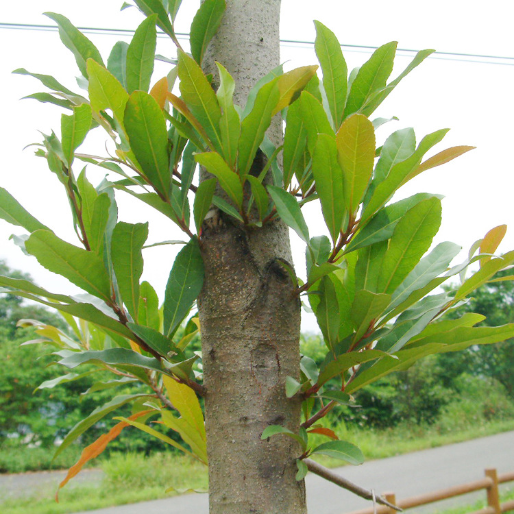 【出售】供应各种工程苗木 花卉 基地直销 优质 杜英