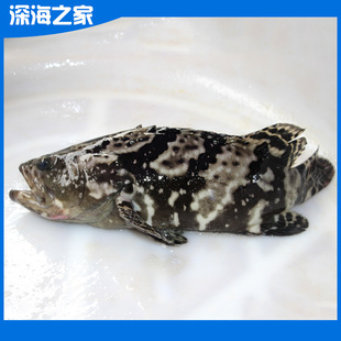 热销供应 优质淡水石斑鱼 鲜活淡水珍珠斑龙胆鱼