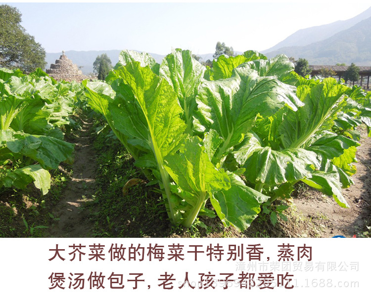 乡间民用新鲜的梅菜凉晒,精选,飘盐等多道工序制成,色泽金黄,香气