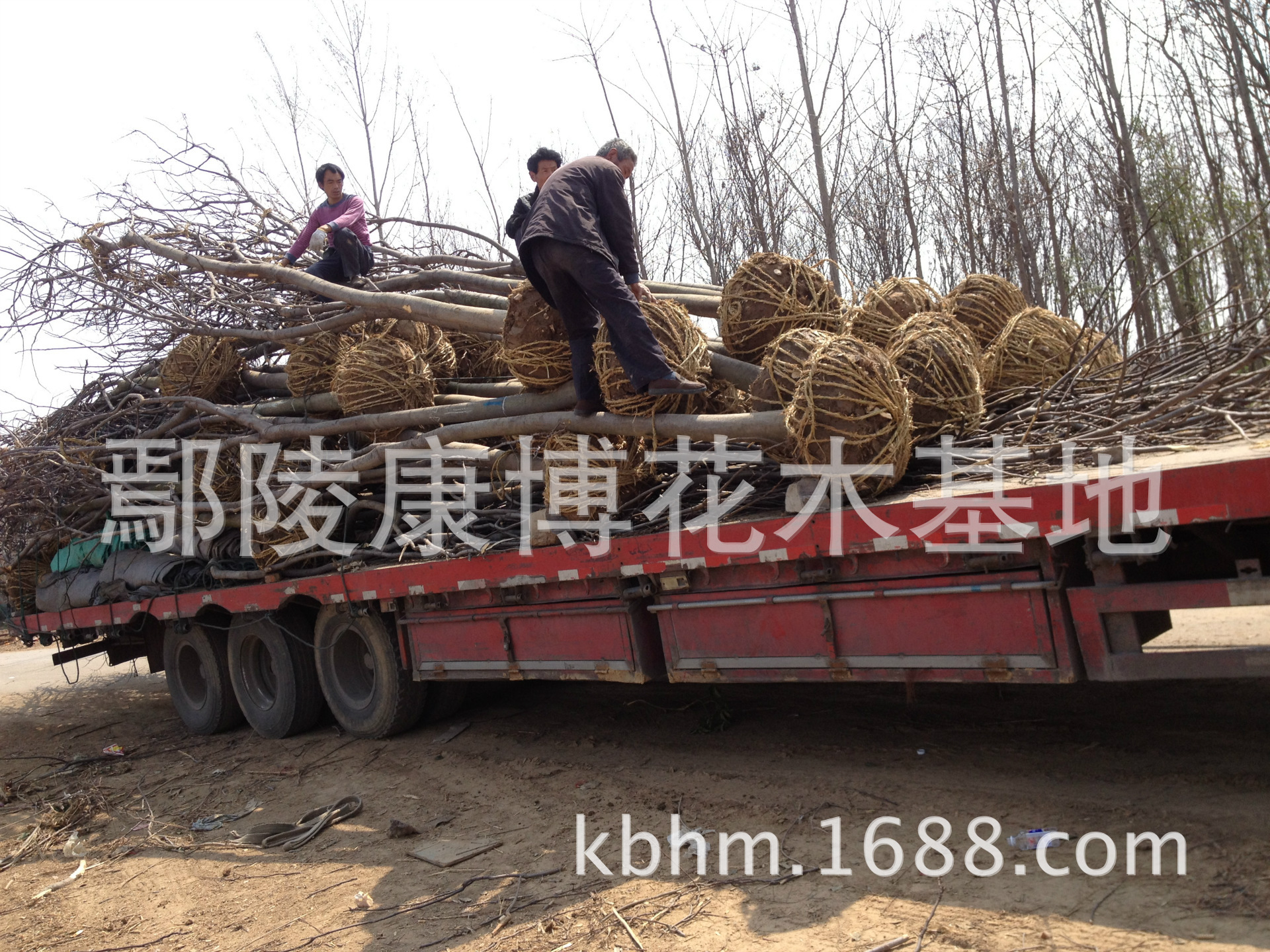 鄢陵大型红叶李基地,低价格批发优质红叶李,紫叶稠李 - 苗木批发交易