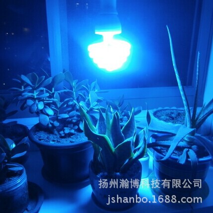 植物灯9