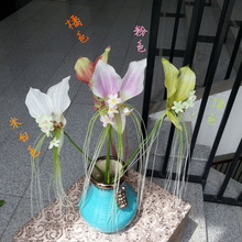 招财猫花_招财猫花批发_招财猫花供应