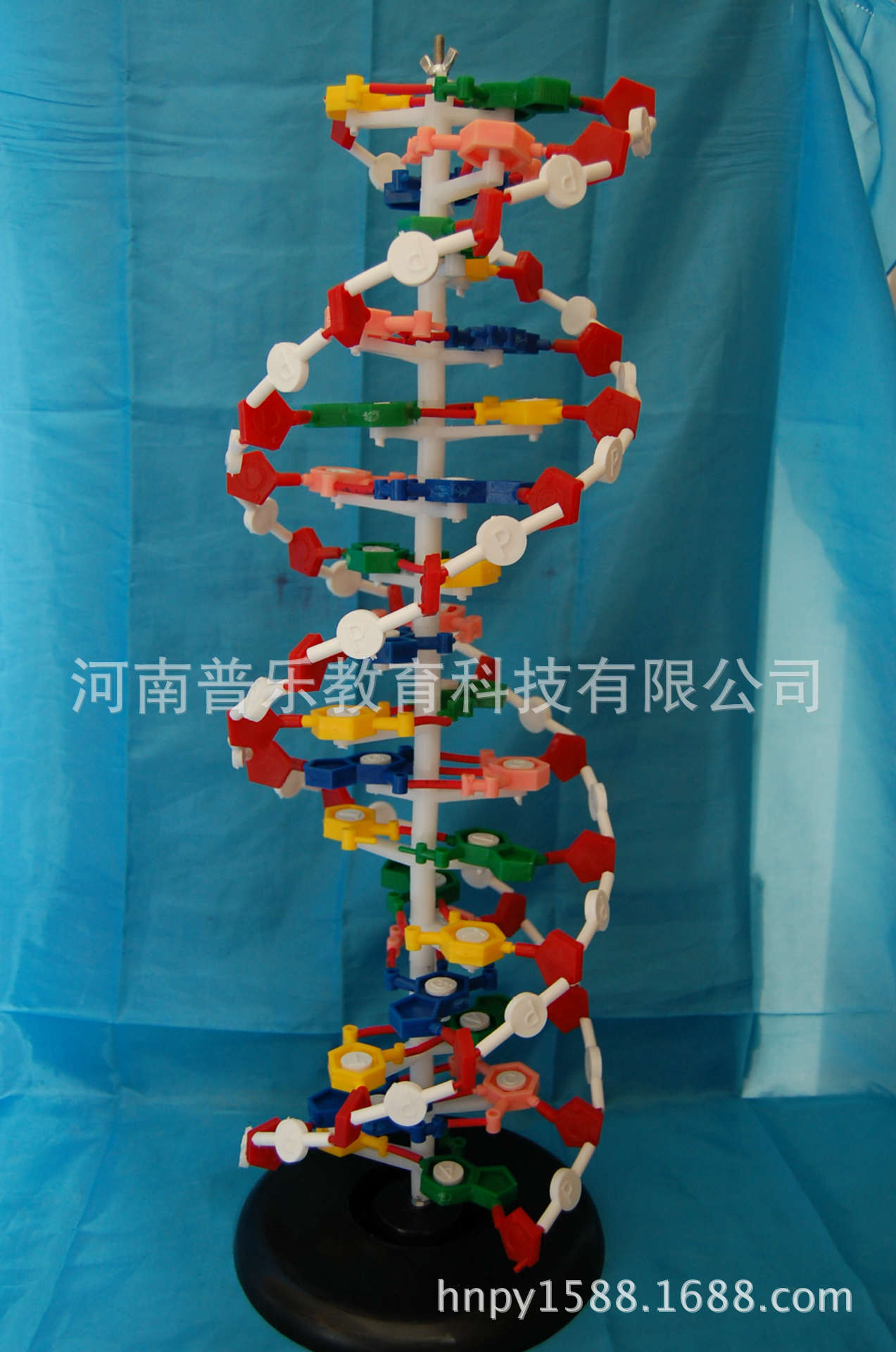 供应dna结构模型 生物教学示教模型