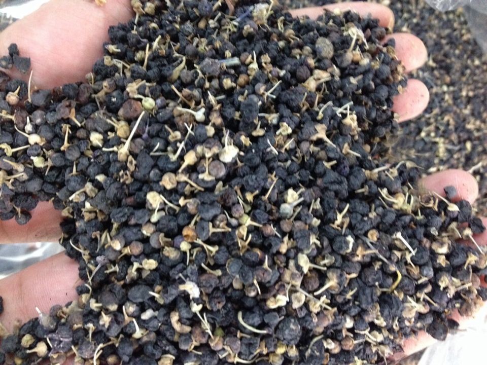 植物原药材-新疆特产 黑枸杞 黑枸杞批发 野生