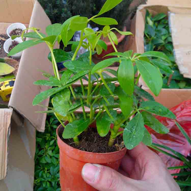 盆景-苗木基地直销 优质鸭脚木小盆栽 供应绿化