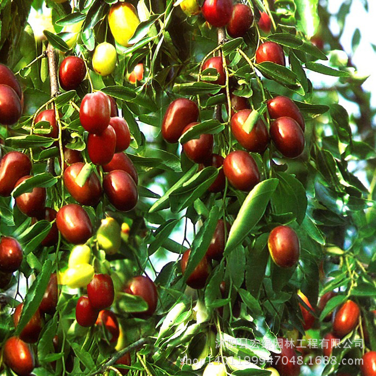 果树 新品种  枣,是鼠李科落叶灌木或小乔木植物枣树,也是枣树的成熟