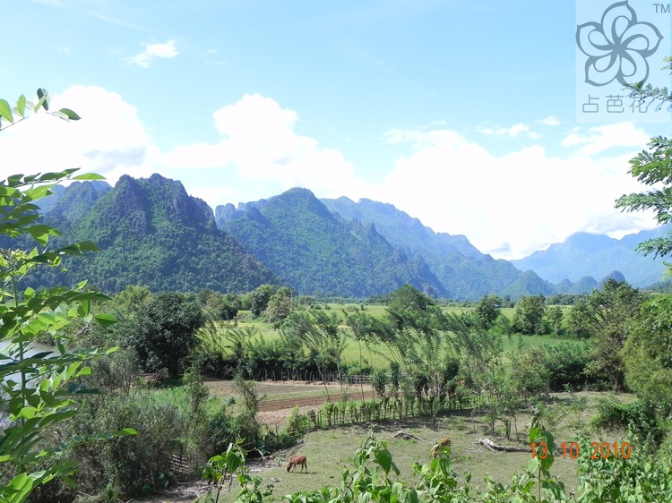 功能饮料-进口酵素 诺丽果酵素 酵素批发-功能
